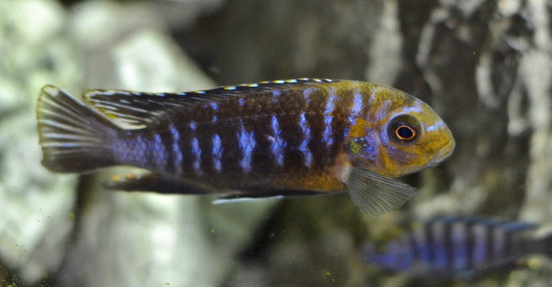 Tropheops sp. 'membe' Likoma Island